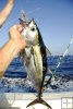 Blackfin tuna closeup