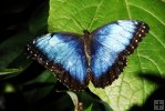 Butterfly-06