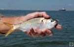 Menhaden with J-hook