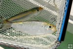 Live pilchards