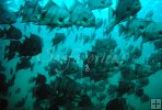 Underwater spadefish