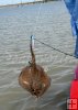 Stingray in freshwater
