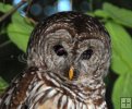 Owls