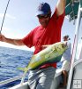 mahi-mahi