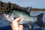 Female black crappie
