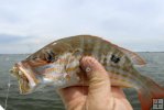 Lane snapper