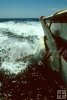 Hammerhead tied to boat, Mexico