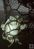 Crab trap