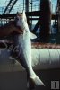 Gulf trout at offshore at oil rig