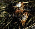 Three fiddler crabs