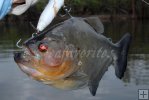 Piranha, Cinaruco River