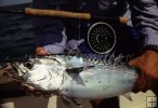 Little Tunny (bonito)