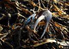 Single fiddler crab