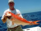 Queen Snapper Queen Snapper