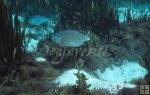 Tilapia and lyngbya algae