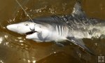Blacktip shark in tannin-stained water