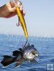 Sea bass double-hooked