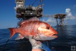 Red snapper, oil rig