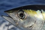 Blackfin tuna closeup