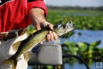 Pickerel and spinnerbait