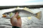 Sand Seatrout