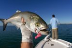 Bluefish and angler Bluefish and angler