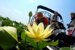 Stopping for American lotus