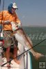 Trophy bull redfish
