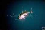 Yellowfin tuna underwater-2