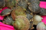 Scallop catch on dive flipper