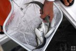 Baitfish dipnet