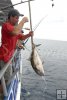Amberjack in mid-gaff