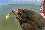 Southern flounder Texas