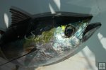 Blackfin tuna closeup