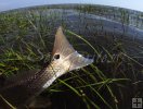 Tailing redfish in tall grass-2