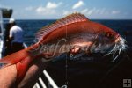Vermilion snapper