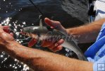 Mullet for tarpon bait