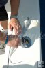 Rigging ribbon fish