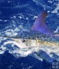 White marlin on top