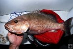 Gray (Mangrove) snapper