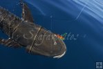 Cobia in blue water