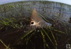 Tailing redfish in tall grass