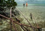 Wading the Yucatan