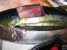 Fresh tuna