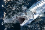 Snapping barracuda