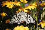Butterfly-05