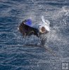 Pacific sailfish lunges at boat