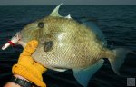 Triggerfish in hand