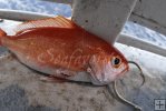 Snapper used as live bait
