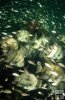 Spadefish, artificial reef
